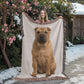 Shar-Pei Dog Lover's Blanket – Unique Woven Throw